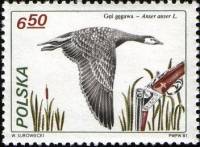 (1981-025) Марка Польша "Серый гусь"    Охота II Θ