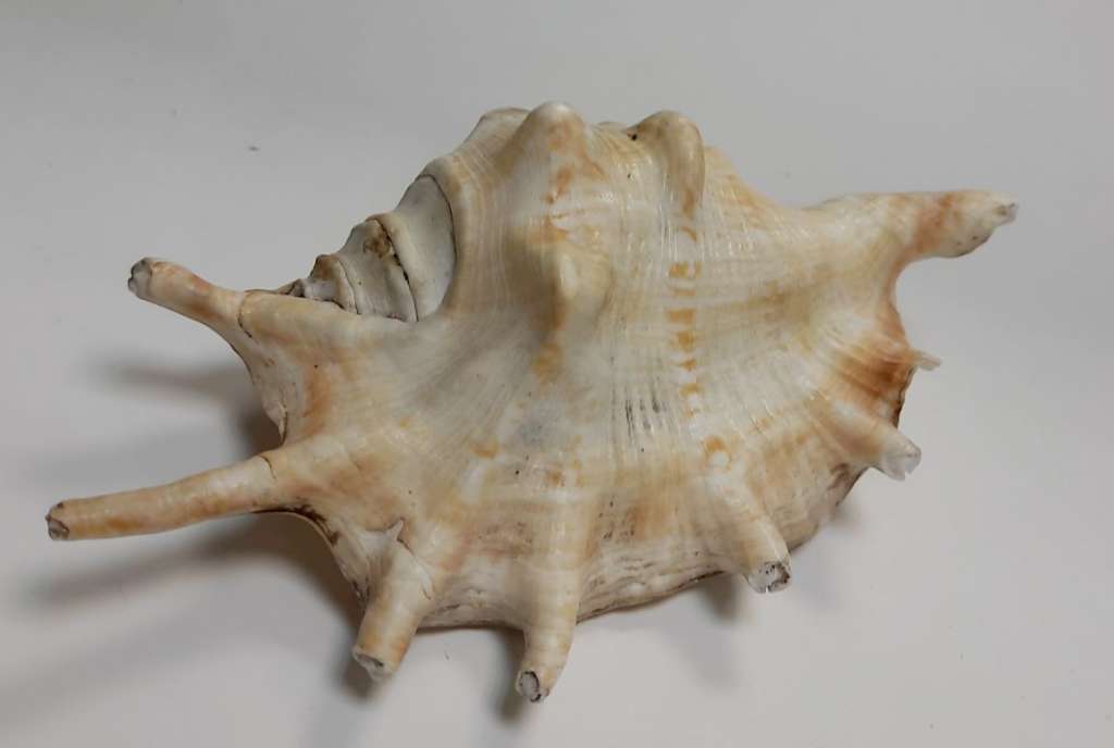 Раковина морская, натуральная, Lambis, 15 см (сост. на фото)