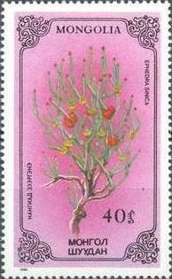 (1986-041) Марка Монголия &quot;Хвойник китайский&quot;    Лекарственные растения III O