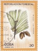 (1975-048) Марка Куба "Карибская сосна"    Лесопосадки III Θ