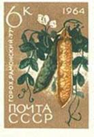 1964-084 Марка СССР Горох Рамонский-77 Без перф   Сельскохозяйственные культуры II O