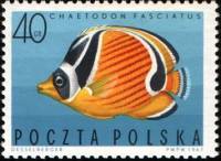 (1967-86) Марка Польша "Диагональная рыба-бабочка"   Экзотические рыбы III Θ