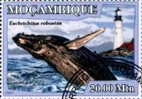 (№2007-3052) Марка Мозамбик 2007 год "Eschrichtius робустуса", Гашеная