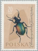 (1961-060) Марка Польша "Красотел пахучий"   Насекомые III Θ
