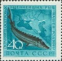 1959-060 Марка СССР Осетр   Фауна СССР. Рыбы II Θ