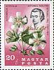 (1967-82) Марка Венгрия "П. Китайбель и Китайбела витифолия"    Цветы Карпатского бассейна. 150 лет 