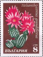 (1970-024) Марка Болгария "Хелионто цереус крупноцветный"   Кактусы III Θ