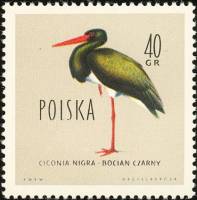 (1960-053) Марка Польша "Чёрный аист"   Охраняемые птицы I Θ