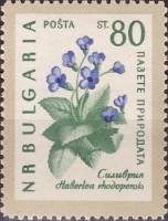 (1960-031) Марка Болгария "Хаберлея родопская"   Охрана природы. Цветы III Θ
