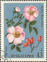 (1981-009) Марка Болгария "Шиповник"   Лекарственные растения II Θ