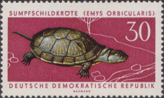 (1963-048) Марка Германия (ГДР) &quot;Болотная черепаха&quot;    Охраняемые животные III Θ