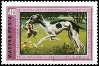 (1972-013) Марка Венгрия "Венгерская борзая " ,  III O