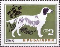 (1964-044) Марка Болгария "Сеттер"   Собаки II Θ