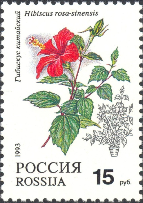 1993-015 Марка Россия Гибискус китайский  Комнатные растения III O