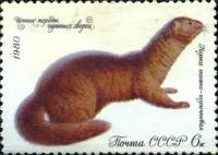 1980-057  Марка СССР Тёмно-коричневая норка   Ценные породы пушных зверей III O