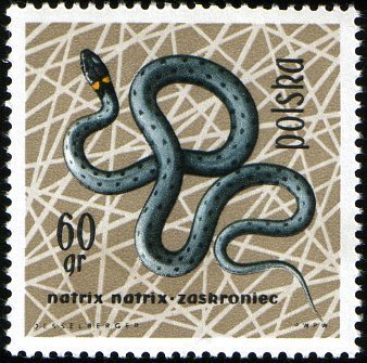 (1963-027) Марка Польша &quot;Обыкновенный уж&quot;   Рептилии и амфибии I Θ