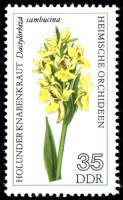 (1976-034) Марка Германия (ГДР) "Пальчатокоренник бузинный"    Орхидеи III Θ