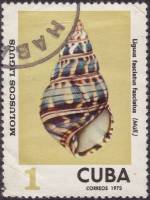 (1973-080) Марка Куба "Полосатый"    Раковины молюсков III Θ