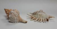 Набор морских ракушек, натуральных, 2 шт (сост.на фото)