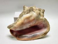 Раковина ракушка морская большая натуральная (отличное состояние)