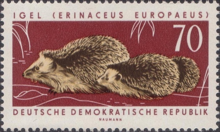 (1963-050) Марка Германия (ГДР) &quot;Северный еж&quot;    Охраняемые животные III Θ