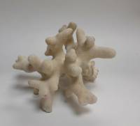 Морской коралл "Элькхорн", натуральный (сост. на фото)