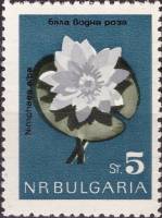 (1963-051) Марка Болгария "Кувшинка белая"   Цветы II Θ
