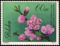 (1971-086) Марка Польша "Персик"    Цветение I Θ