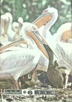 Журнал Юный натуралист 1977 № 6 Москва Мягкая обл. 48 с. С цв илл