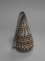 Морская ракушка, натуральная (сост. на фото)