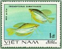(1981-008) Марка Вьетнам "Пятнистый гурами"    Декоративные рыбки III O