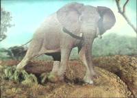 Стерео-открытка "Слон"