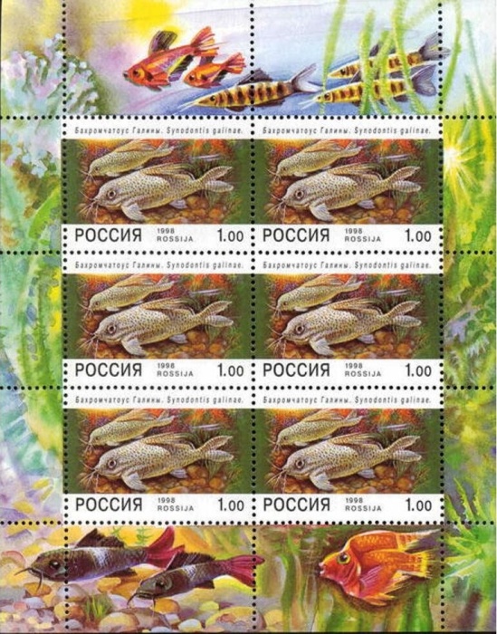 1998-021 Лист 6м 2х3 Россия 1 руб x6 Бахромчатоус  Аквариумные рыбы III O