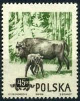 (1954-052) Марка Польша "Зубр" Перф греб 12:12¼   Охраняемые животные I O