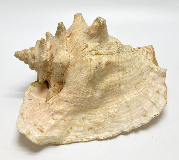 Раковина ракушка морская большая