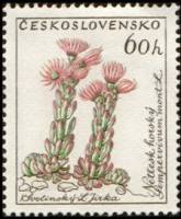 (1960-062) Марка Чехословакия "Молодило горное"   Цветы II Θ
