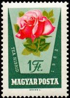 (1962-046) Марка Венгрия "Бело-розовая роза"    Розы I Θ