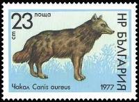 (1977-041) Марка Болгария "Шакал"   Дикая природа III O