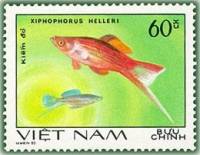 (1981-007) Марка Вьетнам "Меченосец"    Декоративные рыбки III Θ