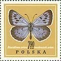 (1967-065) Марка Польша "Голубянка арион"   Бабочки III Θ