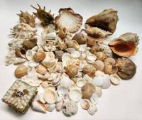 Ракушки морские речные натуральные разный размер декор для аквариума 1,5 килограмма
