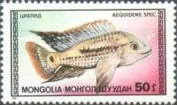 (1987-004) Марка Монголия "Цихлид"    Аквариумные рыбки III Θ