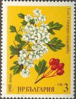 (1981-004) Марка Болгария "Боярышник"   Лекарственные растения III Θ