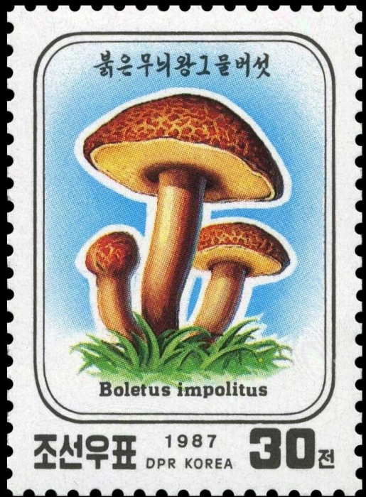 (1987-007) Марка Северная Корея &quot;Полубелый гриб&quot;   Грибы III Θ