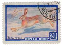1960-013 Марка СССР Заяц-русак   Фауна II Θ