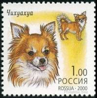 2000-060 Марка Россия Чихуахуа  Декоративные собаки III O