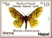 (№2014-1153) Марка Непал 2014 год "Biston contectaria", Гашеная