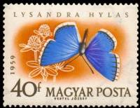 (1959-067) Марка Венгрия "Голубянка красивая"    Бабочки II Θ