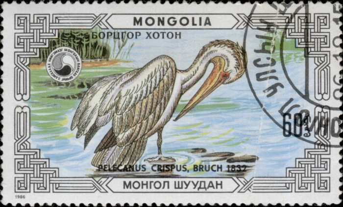 (1986-066) Марка Монголия &quot;Кудрявый пеликан&quot;    Охраняемые животные: пеликаны III Θ