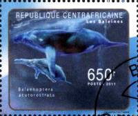 (№2011-3057) Марка Центрально-Африканская Республика 2011 год "Balaenoptera acutorostrata", Гашеная